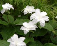 Large fully double pure white flowers and rich green foliage.